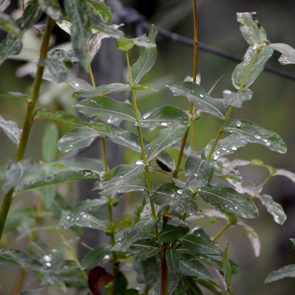 Saule crevette - Salix integra Hakuro Nishiki