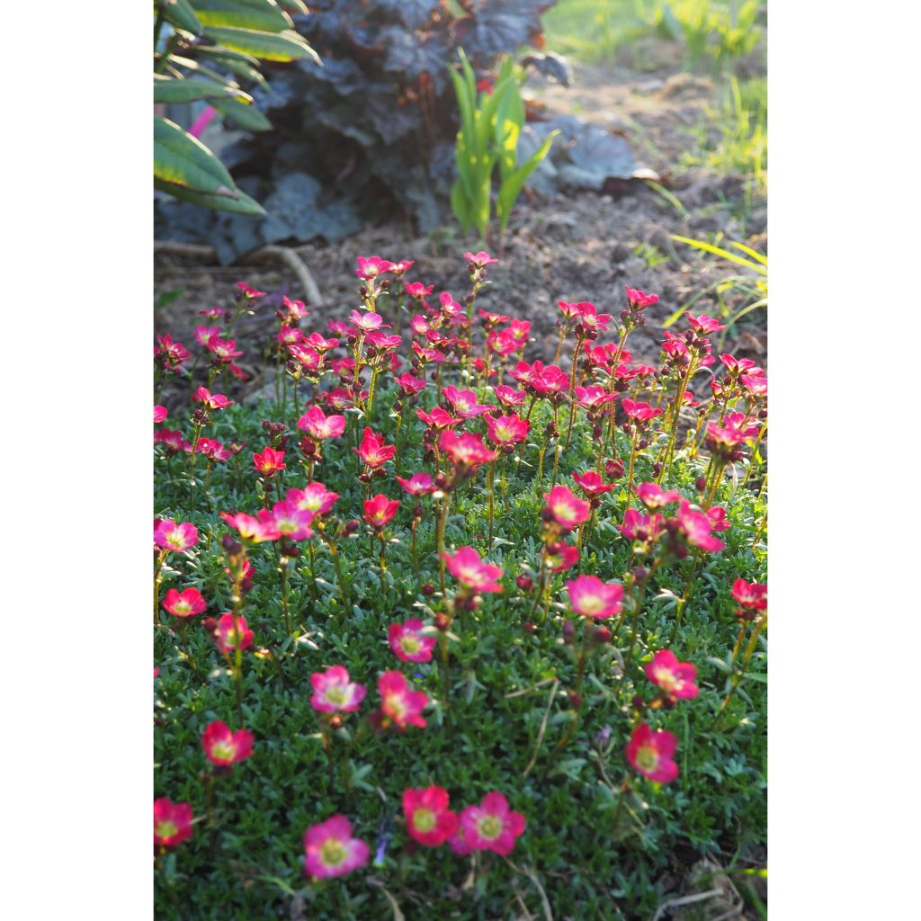 Saxifraga arendsii Peter Pan - Saxifrage mousse