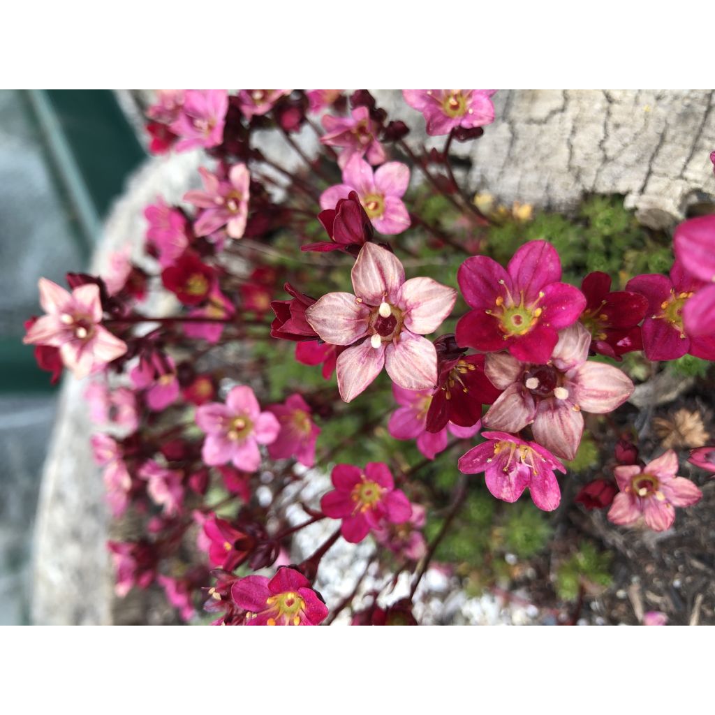 Saxifraga arendsii Peter Pan - Saxifrage mousse