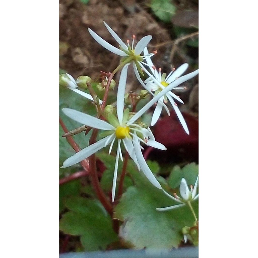 Saxifraga fortunei Wada - Saxifrage