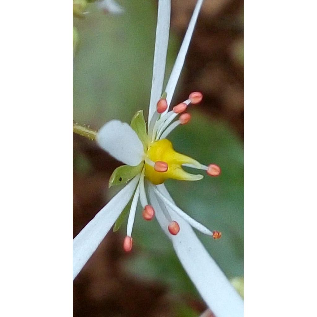 Saxifraga fortunei Wada - Saxifrage