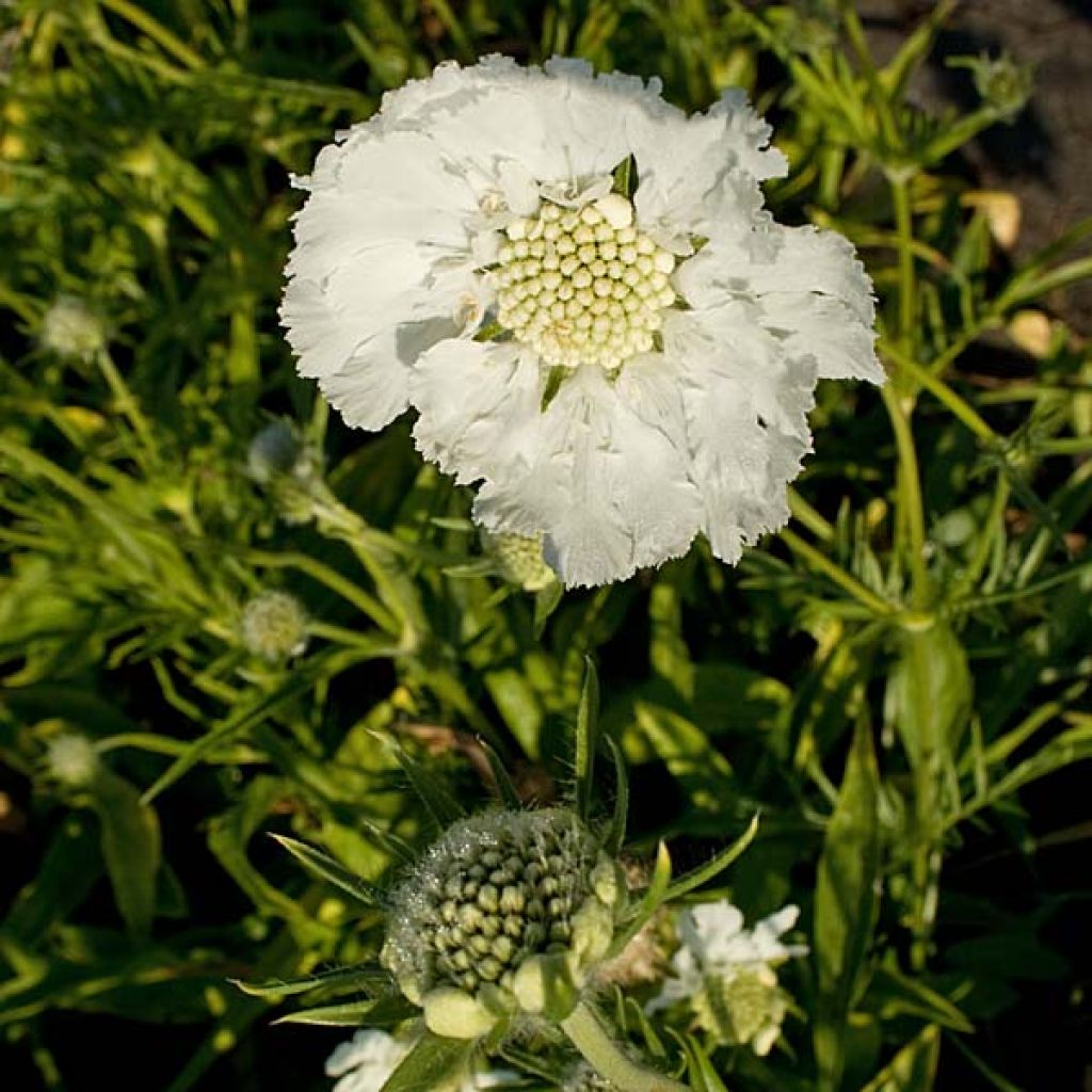 Scabieuse du Caucase - Scabiosa caucasica Alba