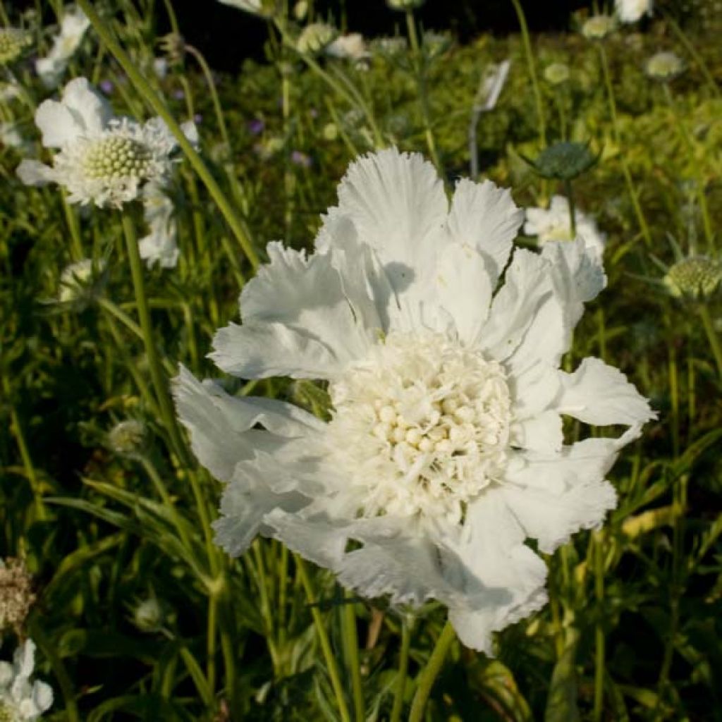 Scabieuse du Caucase - Scabiosa caucasica Alba