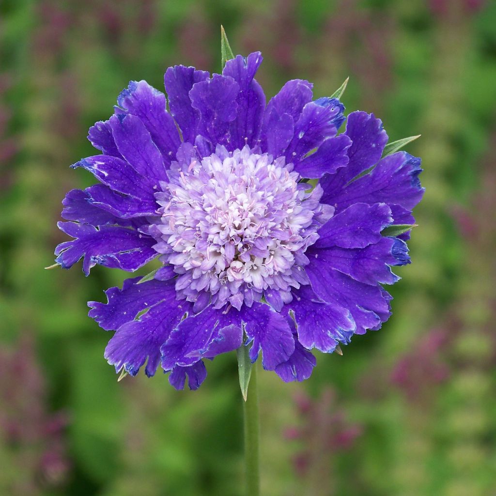 Scabieuse du Caucase - Scabiosa caucasica Fama