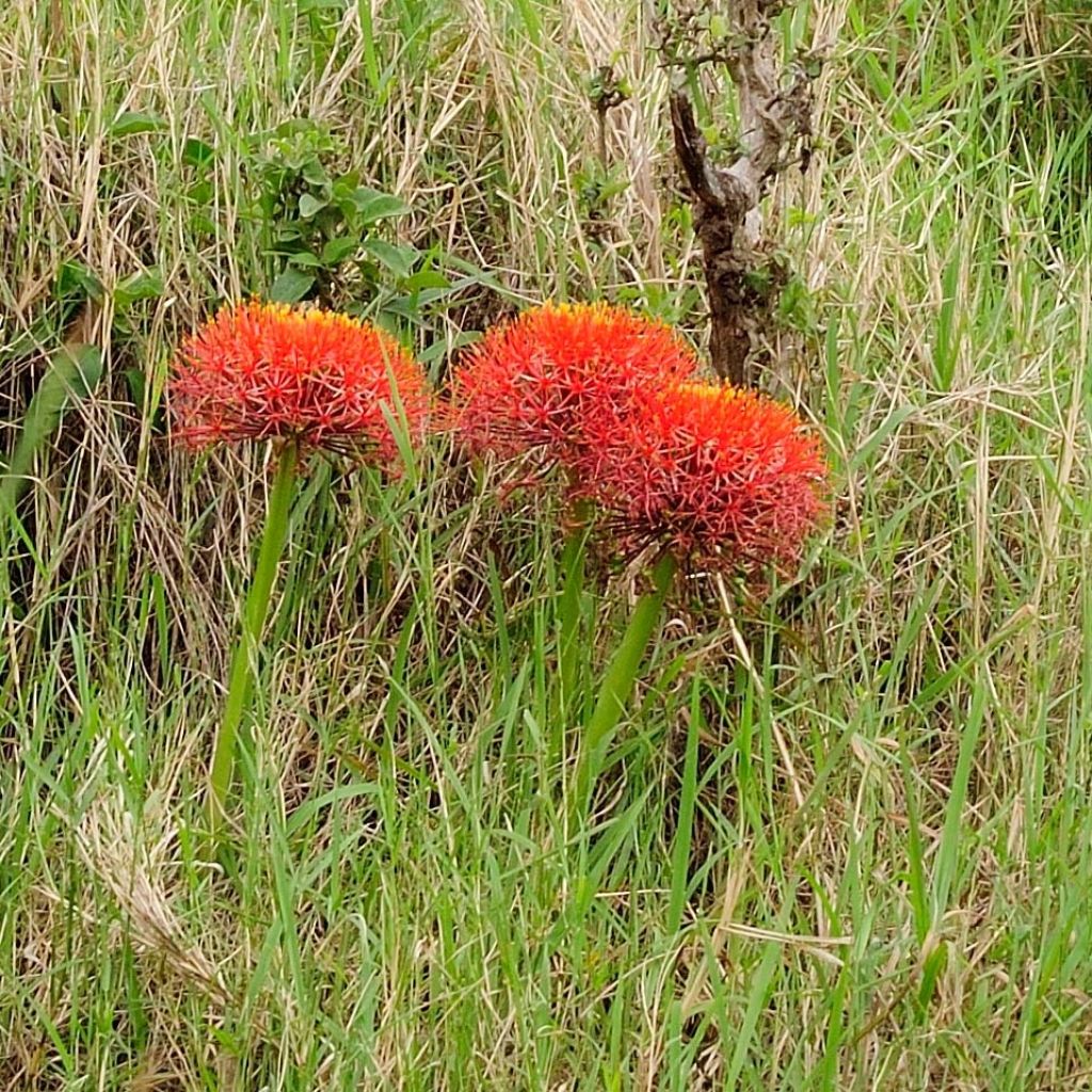 Scadoxus multiflorus subsp multiflorus