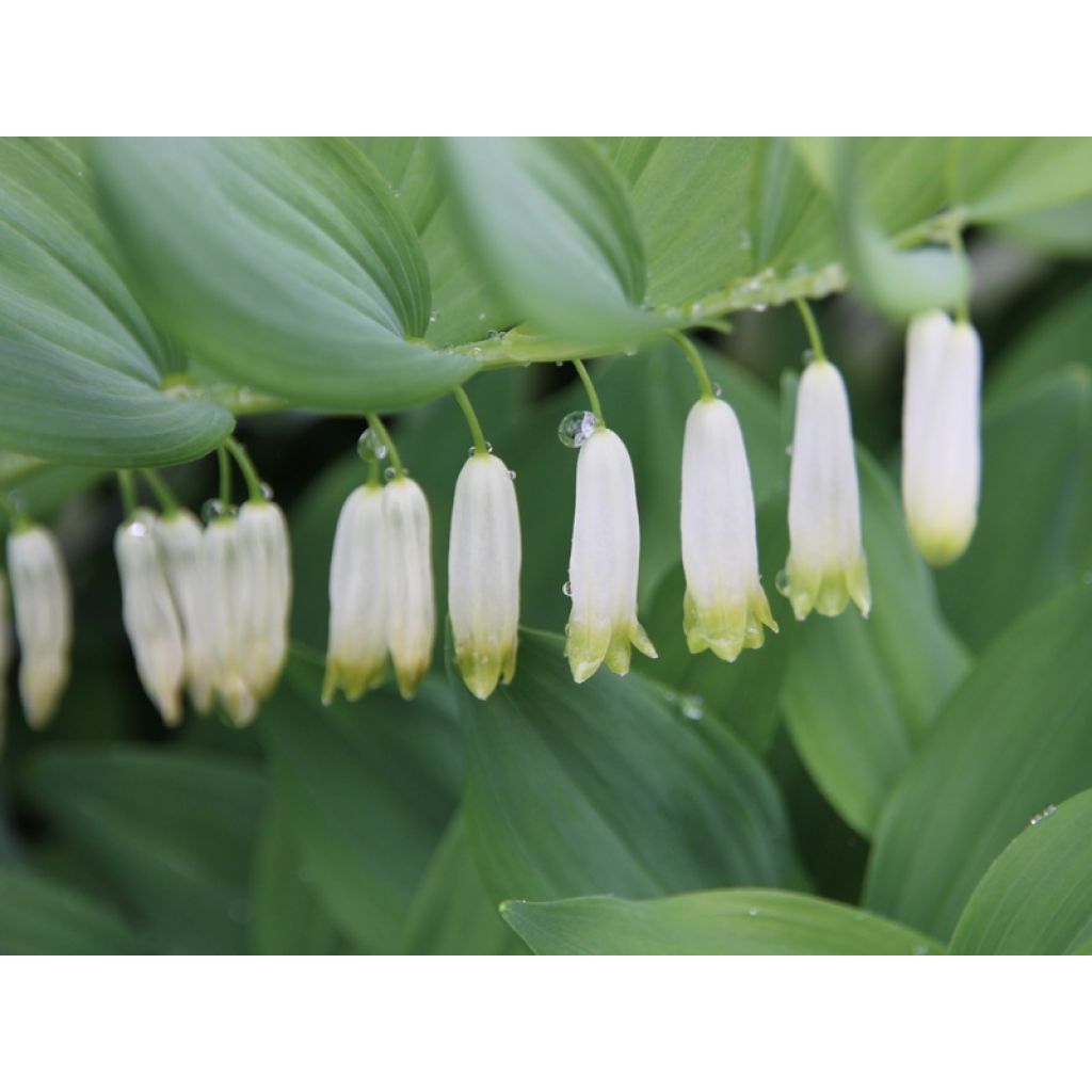 Sceau de Salomon - Polygonatum multiflorum