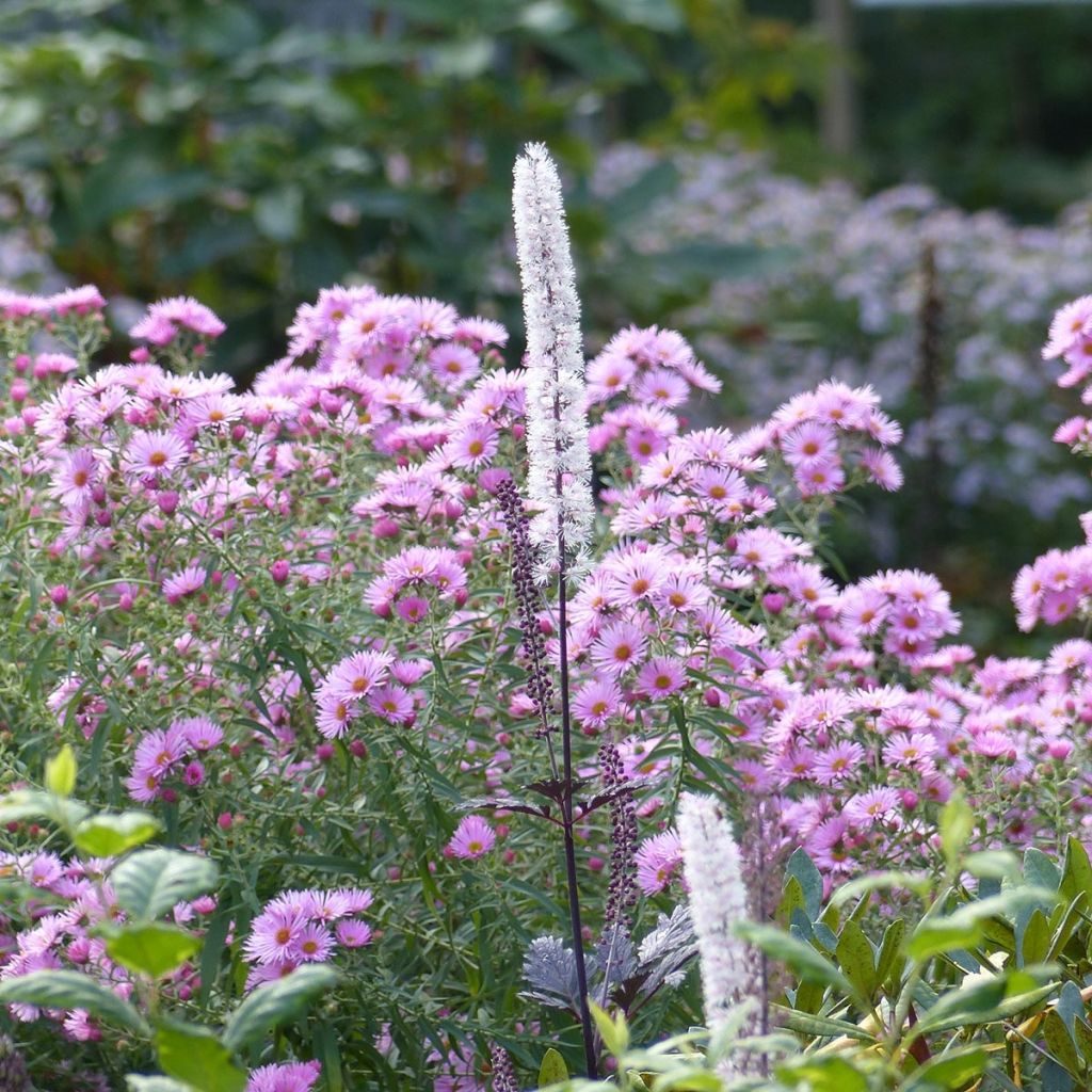 Aster novae-angliae Rosa Sieger - Aster grand d'automne