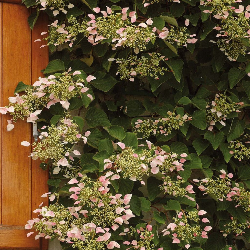 Schizophragma hydrangeoides Rose Sensation (Roseum)