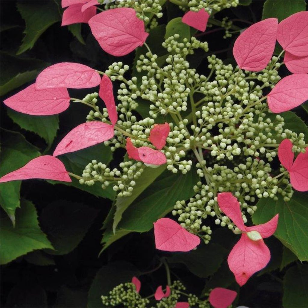 Schizophragma hydrangeoides Rose Sensation (Roseum)