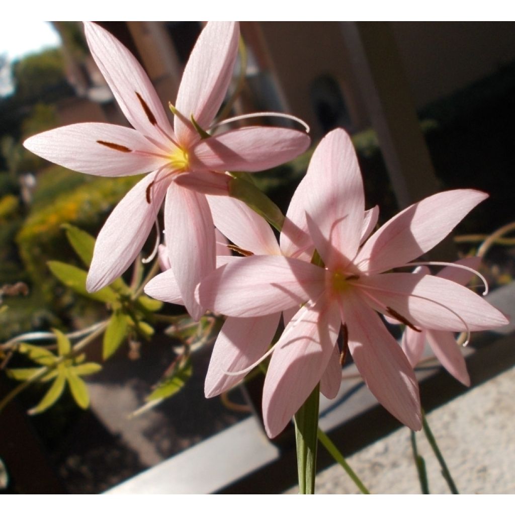 Lys des Cafres rose mi-octobre