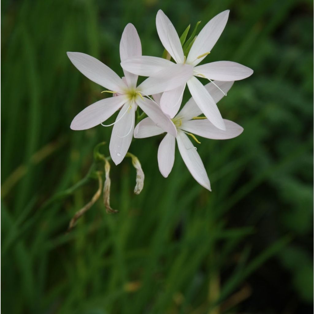 Schizostylis coccinea Alba, Lis des Cafres