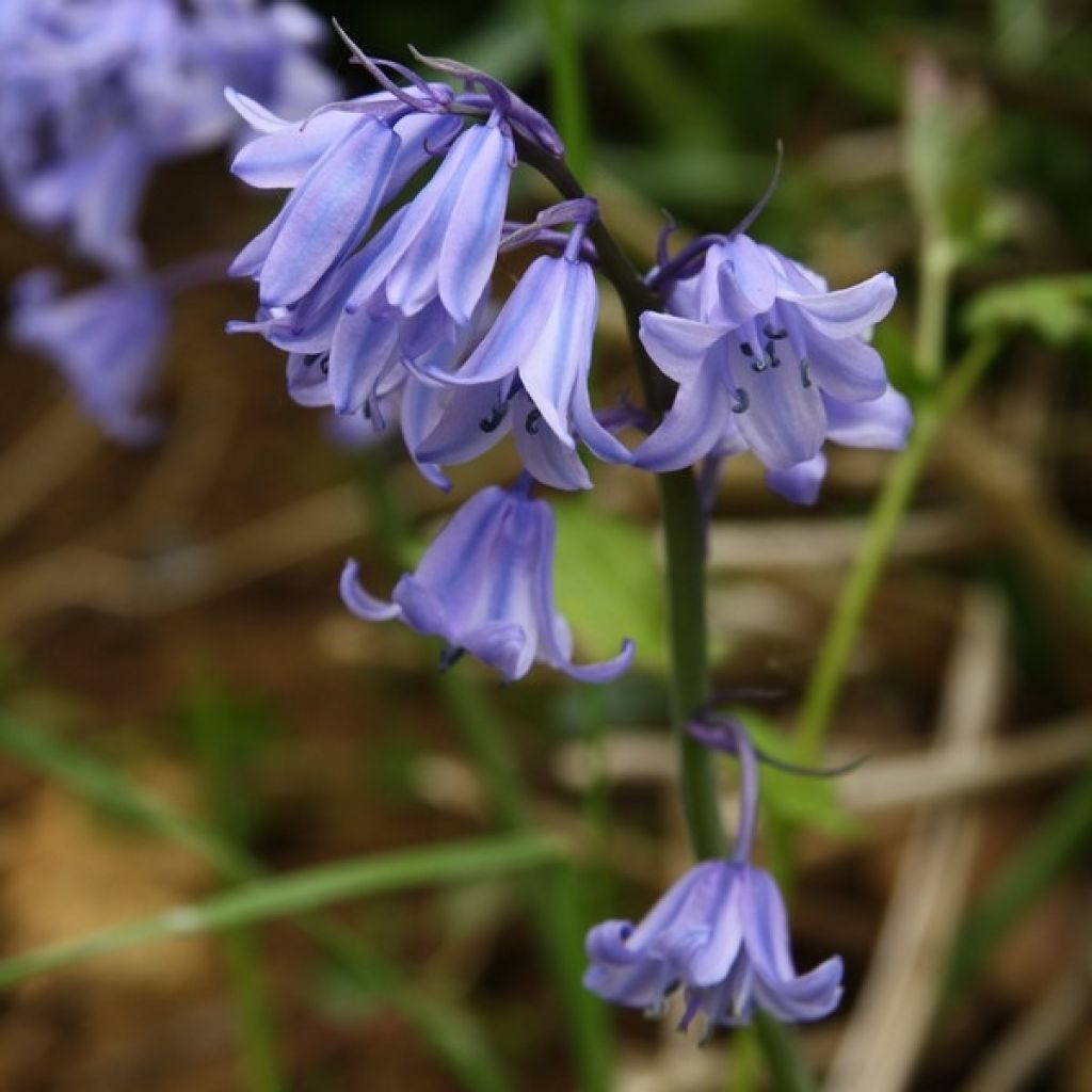Jacinthe d'Espagne - Hyacinthoides hispanica