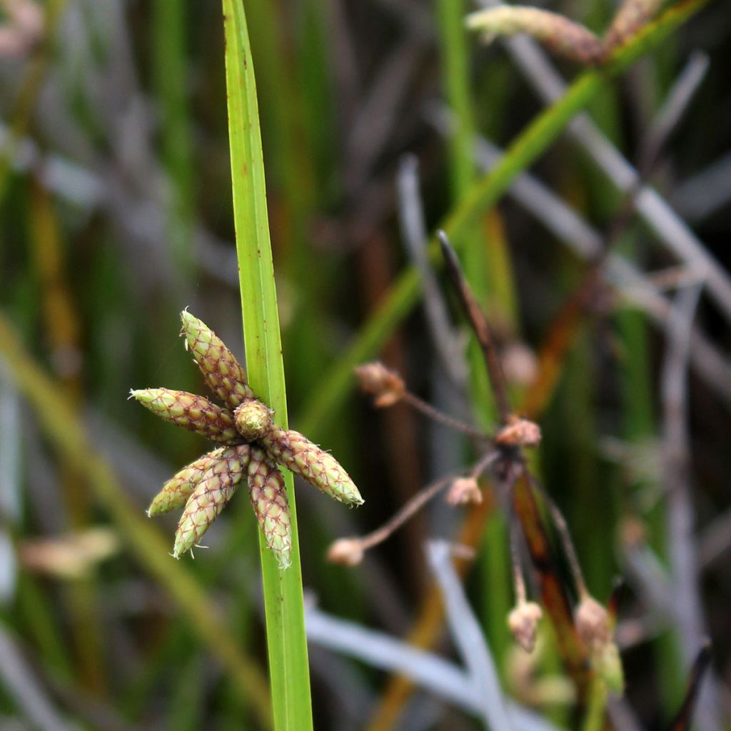 Scirpus mucronatus - Scirpe mucroné