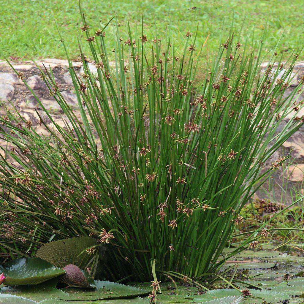 Scirpus mucronatus - Scirpe mucroné