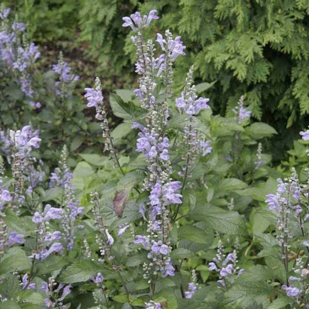 Scutellaria Incana, Scutellaire