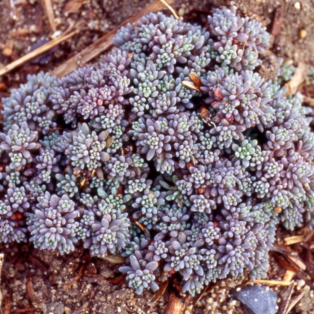 Sedum lydium Glaucum (Sedum hispanicum) - Orpin