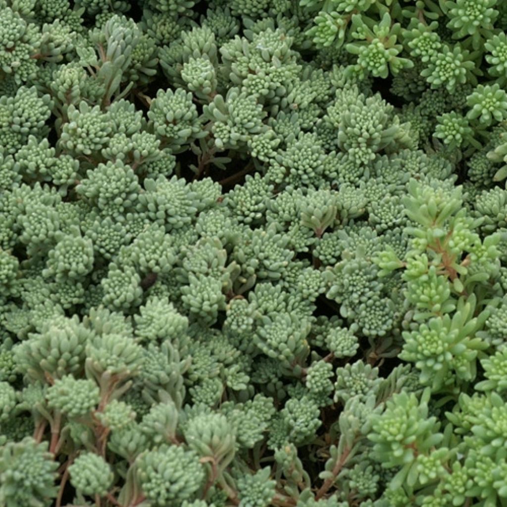 Sedum lydium Glaucum (Sedum hispanicum) - Orpin