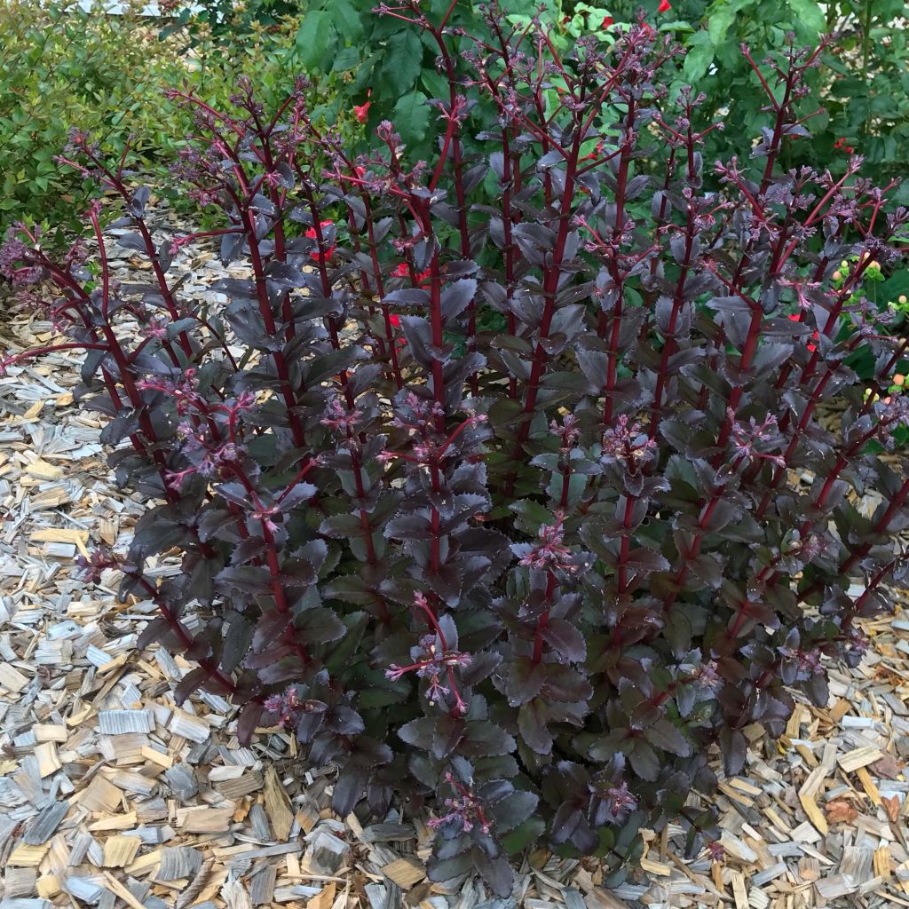 Sedum Black Knight 