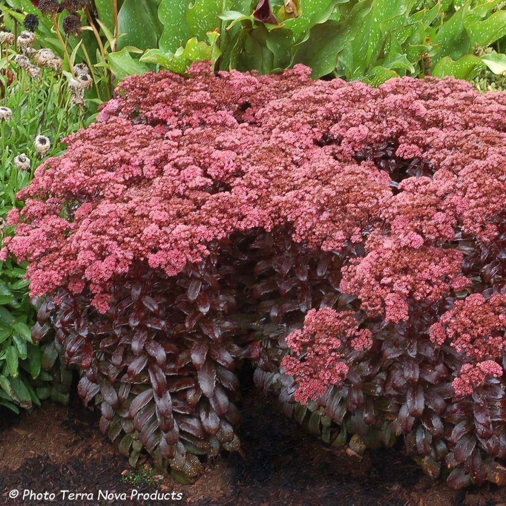 Sedum Dark Magic