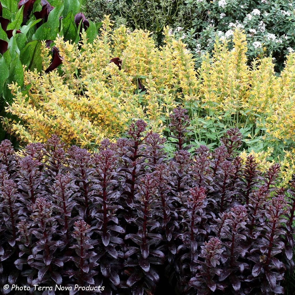 Sedum Dark Magic