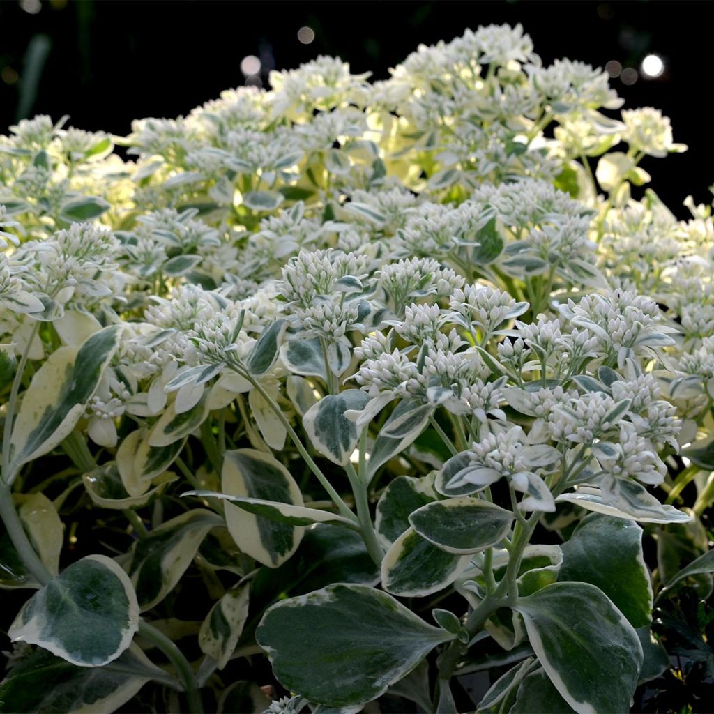 Sedum Frosty Morn, Orpin