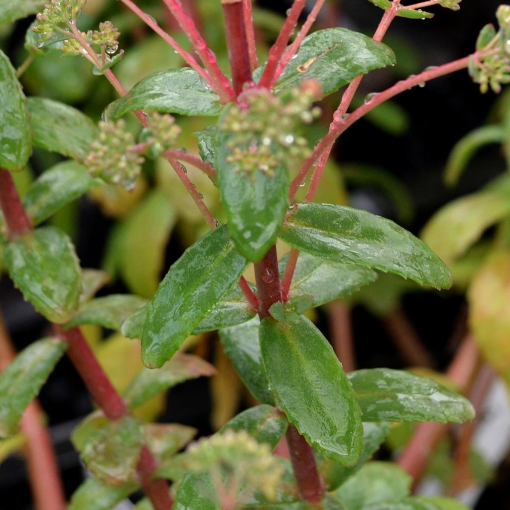 Sedum Red Cauli - Orpin