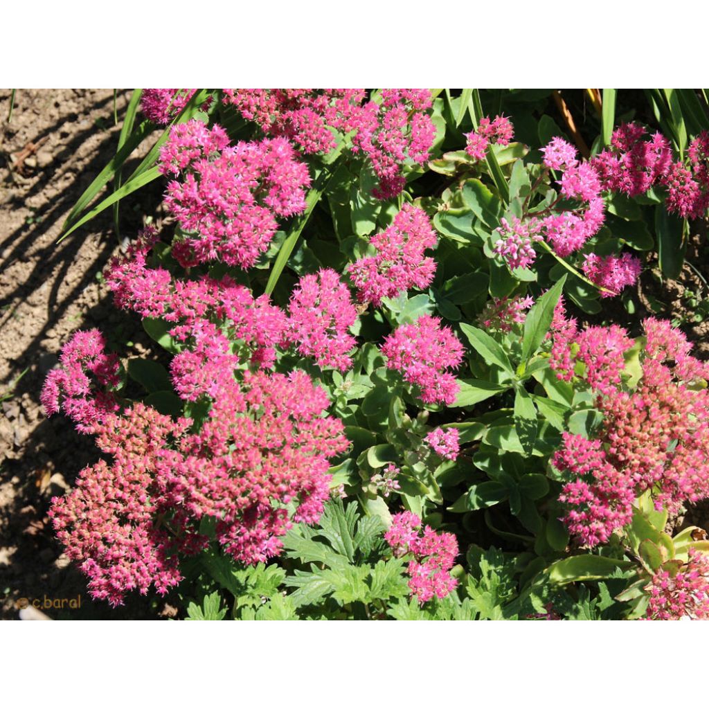 Sedum spectabile Carl - Orpin d'Automne