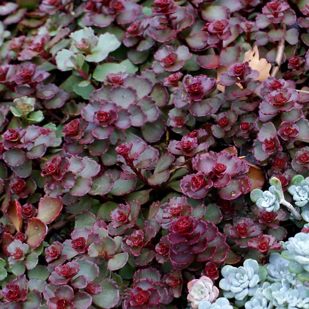 Sedum spurium Dragon Blood (schorbuser blüt) - Orpin