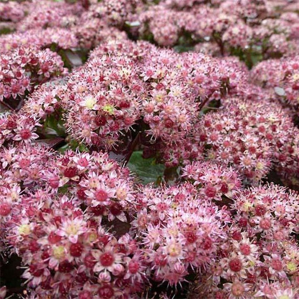 Sedum Strawberry and Cream - Orpin d'Automne