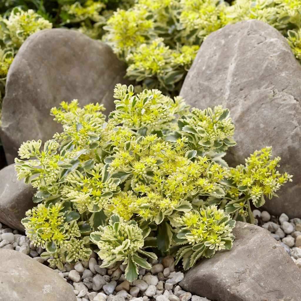 Sedum takesimense Atlantis - Orpin panaché 