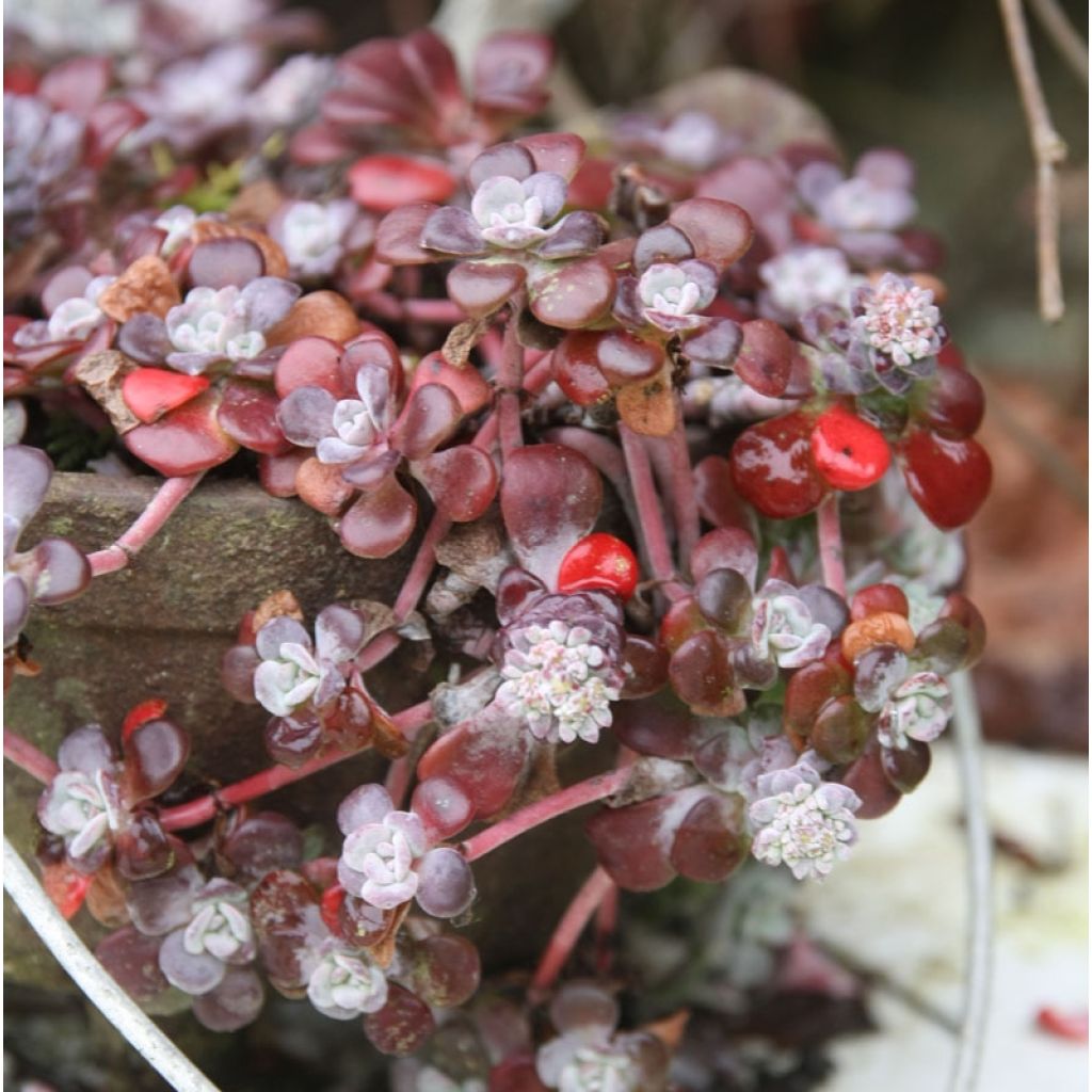 Sedum spathulifolium Purpureum - Orpin
