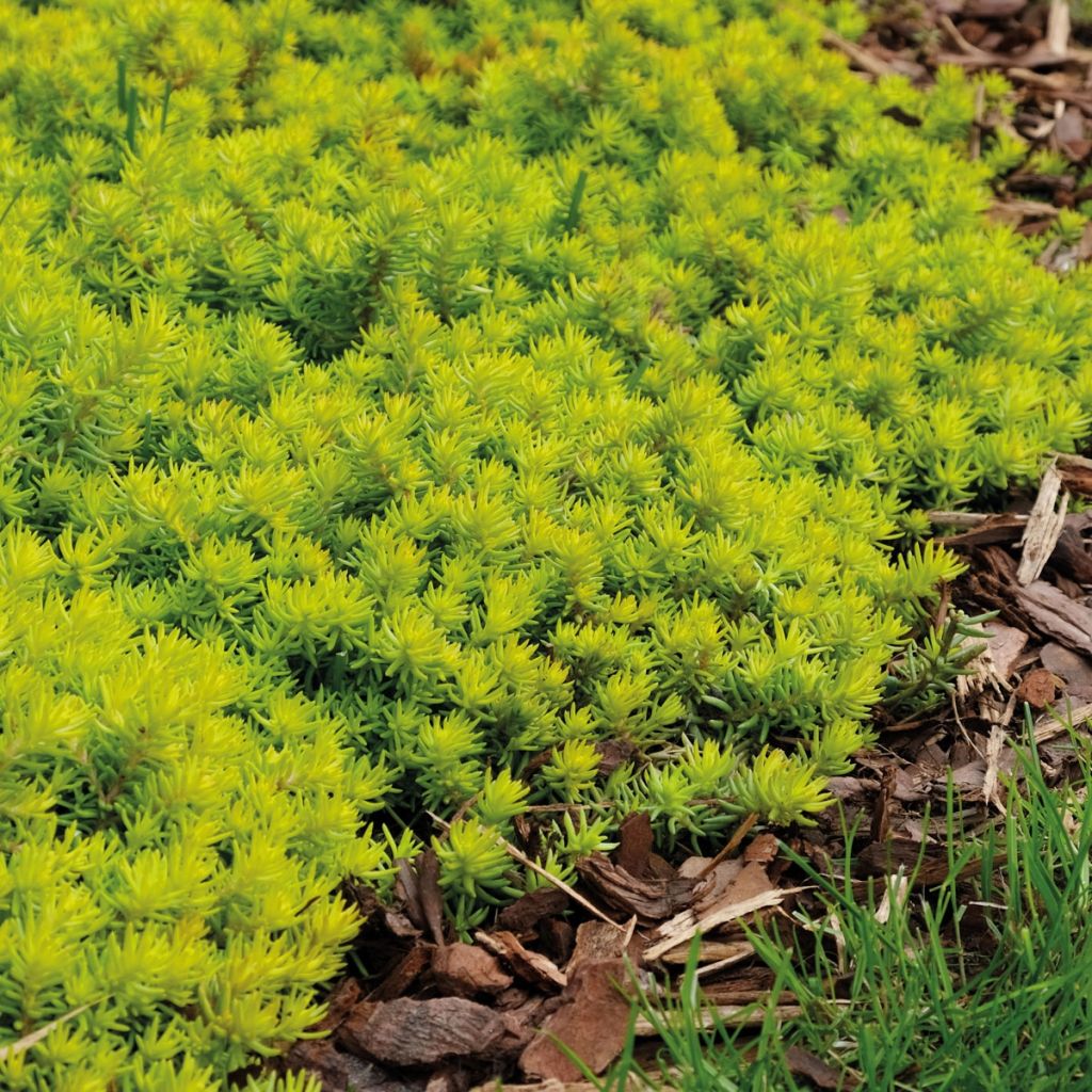 Sedum SUNSPARKLER Angelina's Teacup - Orpin