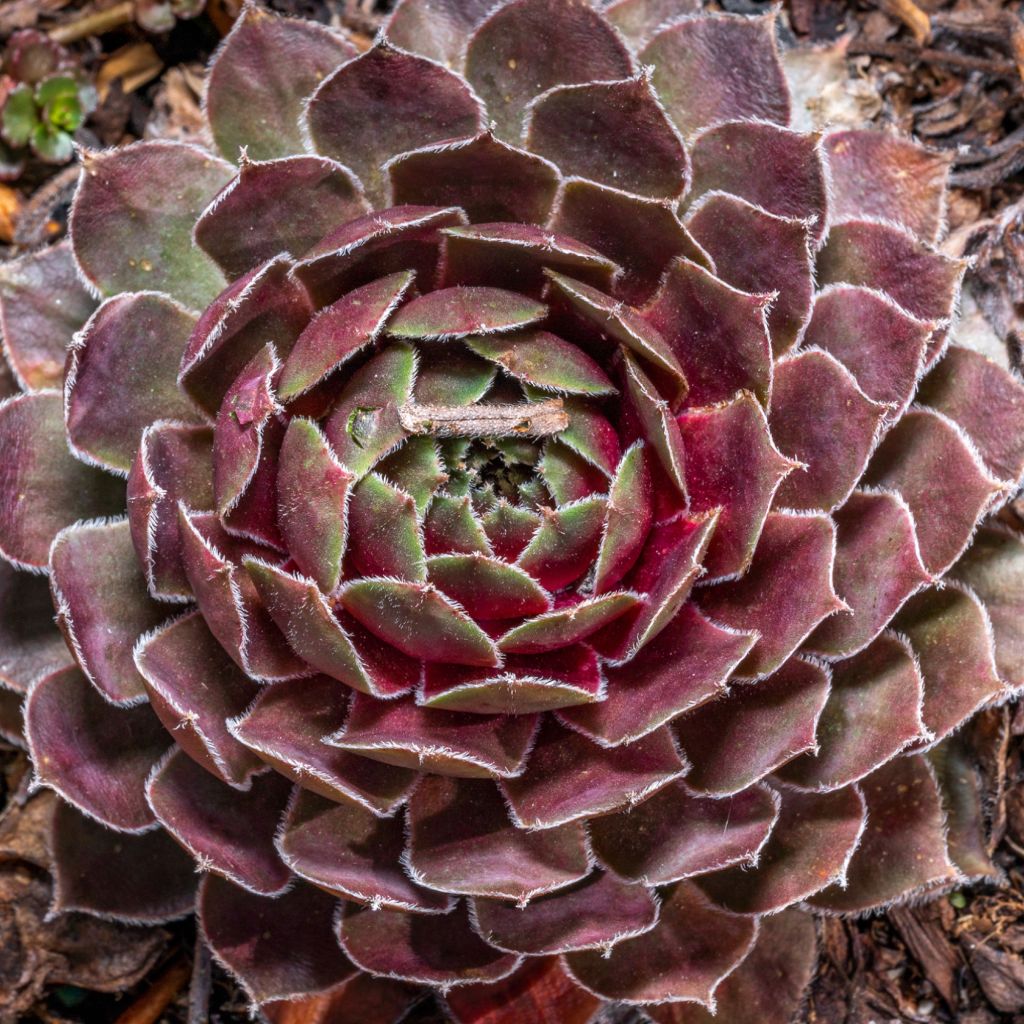 Sempervivum (BigSam series) Ruby Star - Joubarbe