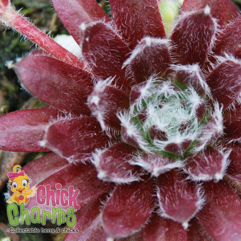 Sempervivum Chick Charms Cosmic Candy - Joubarbe bordeaux au cœur cotonneux