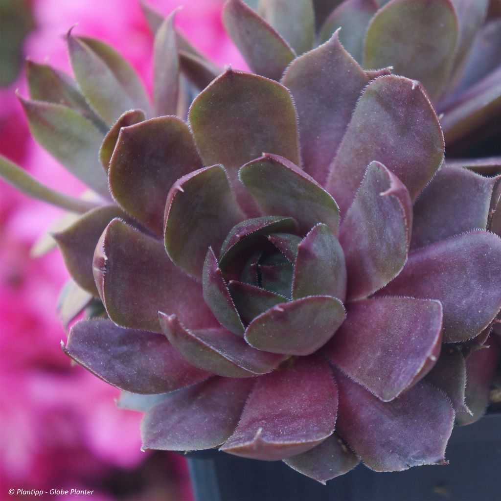 Sempervivum Chick Charms Plum Perfect  - Joubarbe