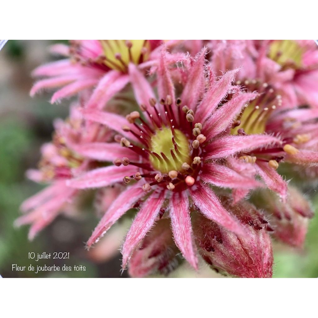 Sempervivum tectorum - Joubarbe des toits