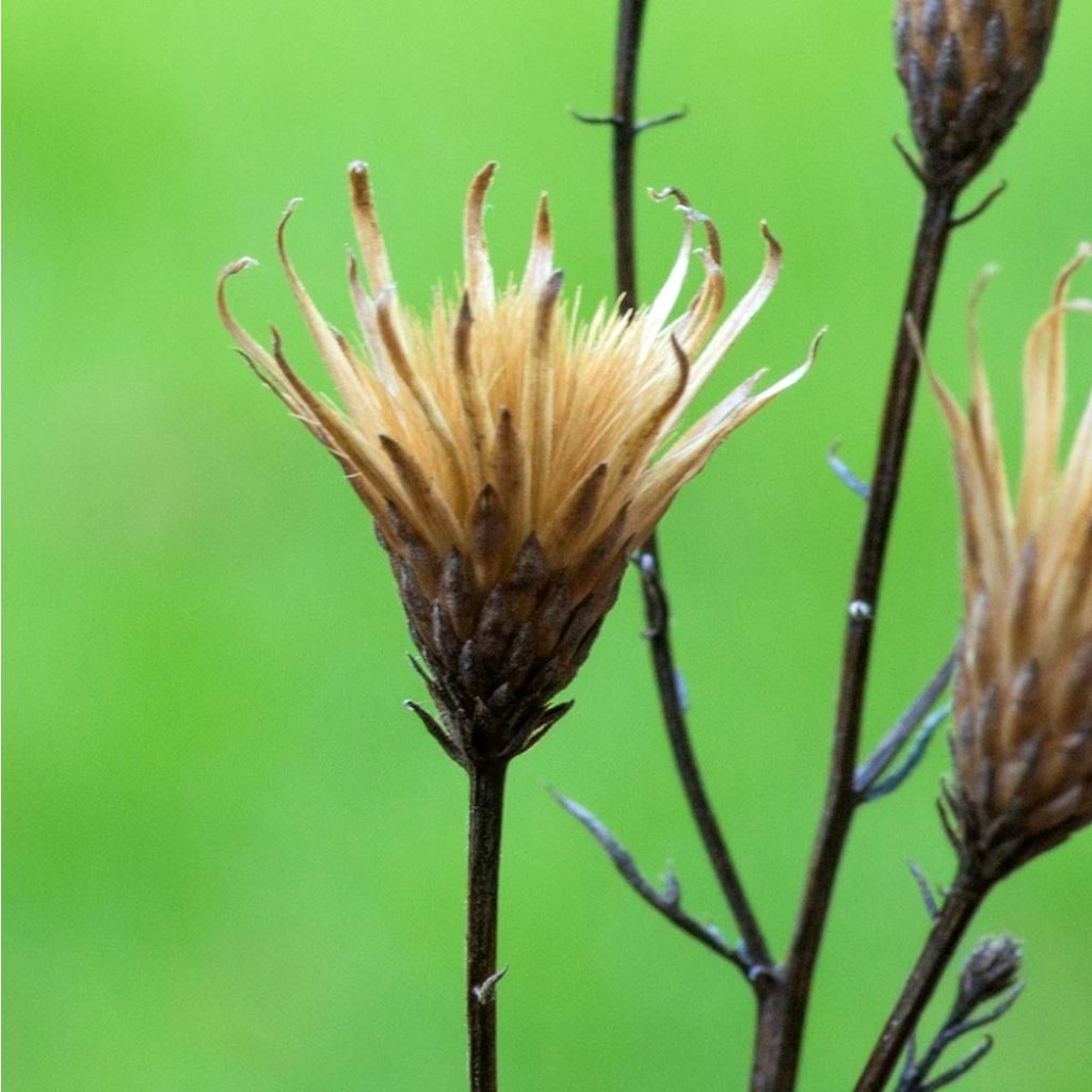 Serratula seoanei - Serratule de Seoane