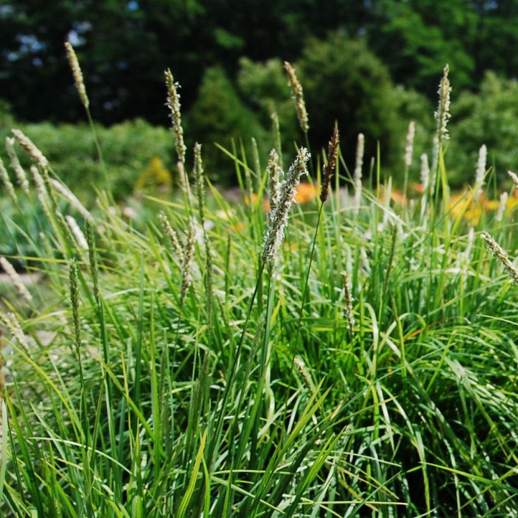 Sesleria autumnalis - Seslérie d'automne