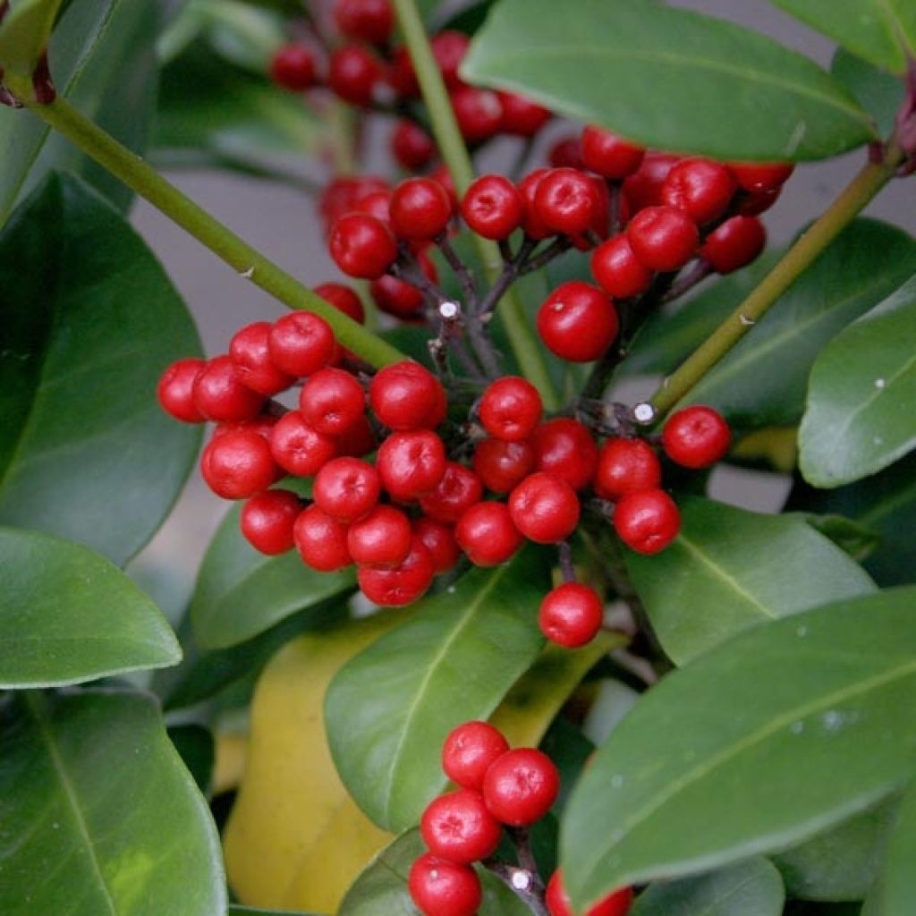 Skimmia japonica Veitchii