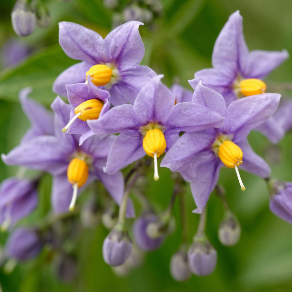 Solanum crispum Glasnevin