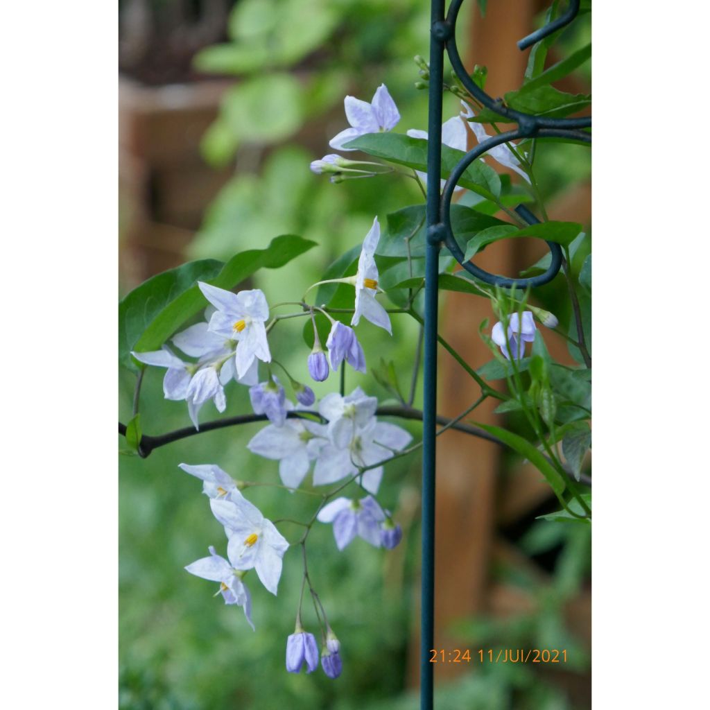 Solanum jasminoides Bleu - Morelle faux-jasmin