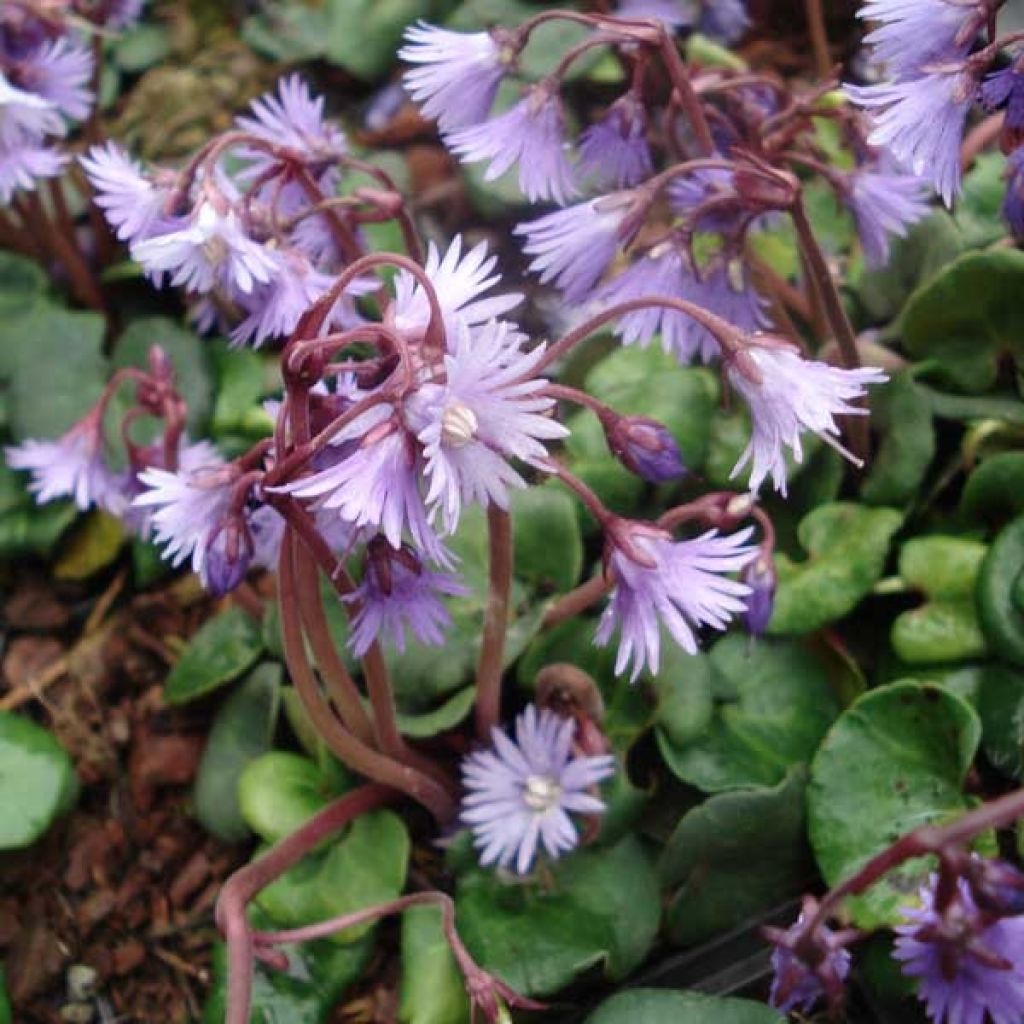 Soldanella Montana