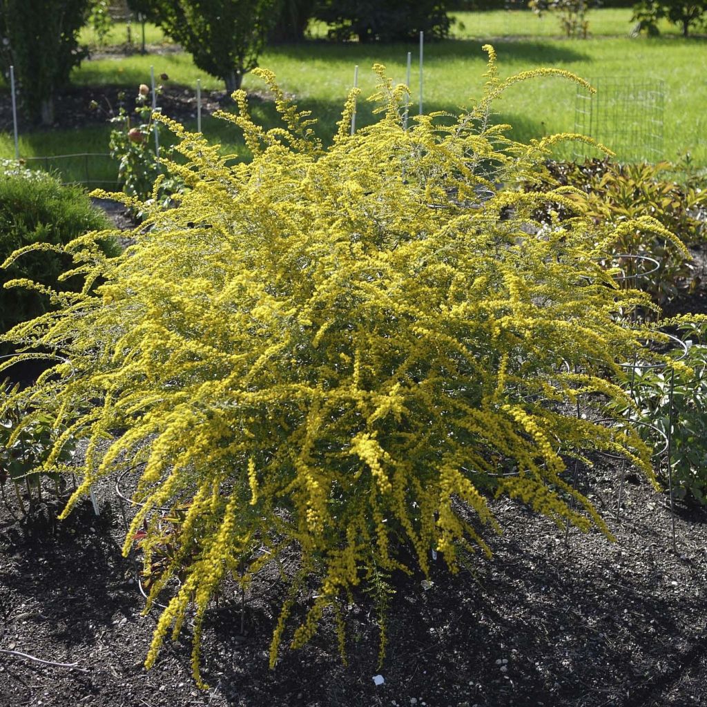 Solidago rugosa Fireworks - Verge d'or