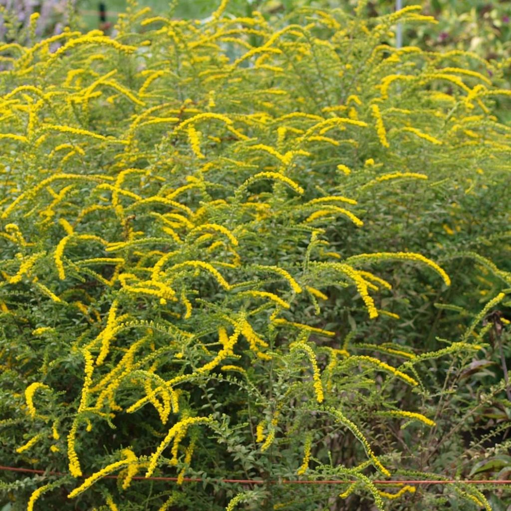 Solidago rugosa Fireworks - Verge d'or