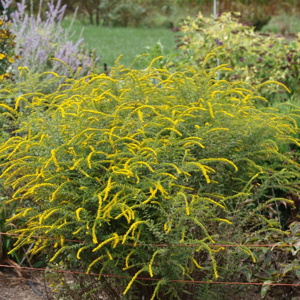 Solidago rugosa Fireworks - Verge d'or