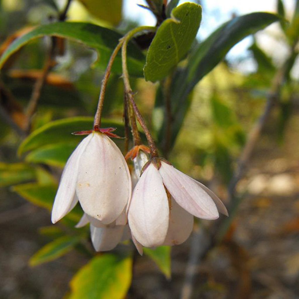 Sollya heterophylla blanc Alba
