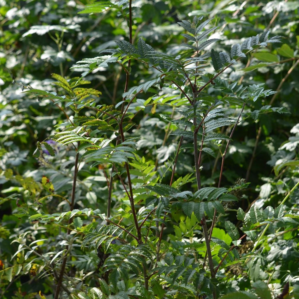 Sorbus aucuparia - Sorbier des oiseleurs en pot de 2L