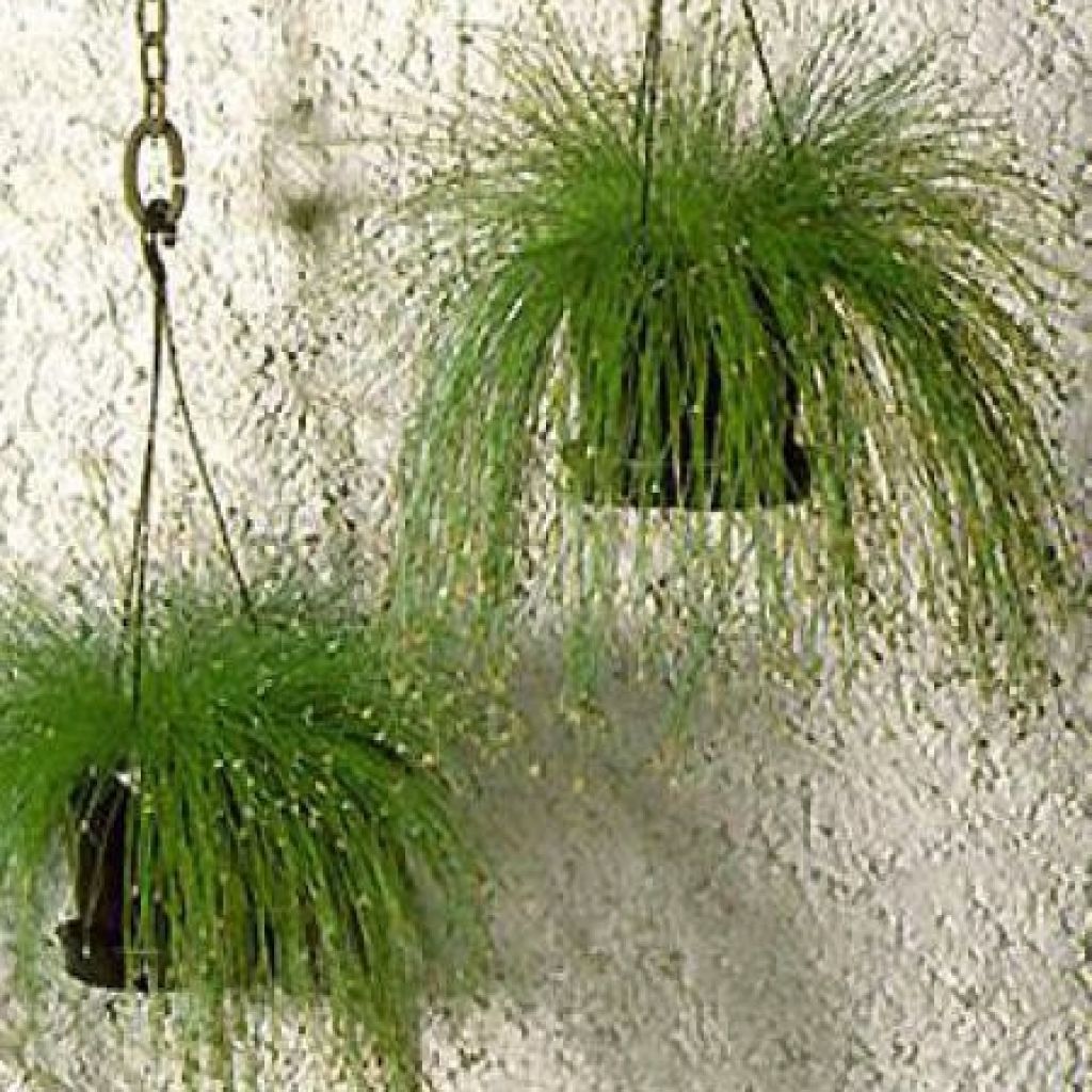 Scirpus cernuus Fiber Optic Grass - Souchet penché
