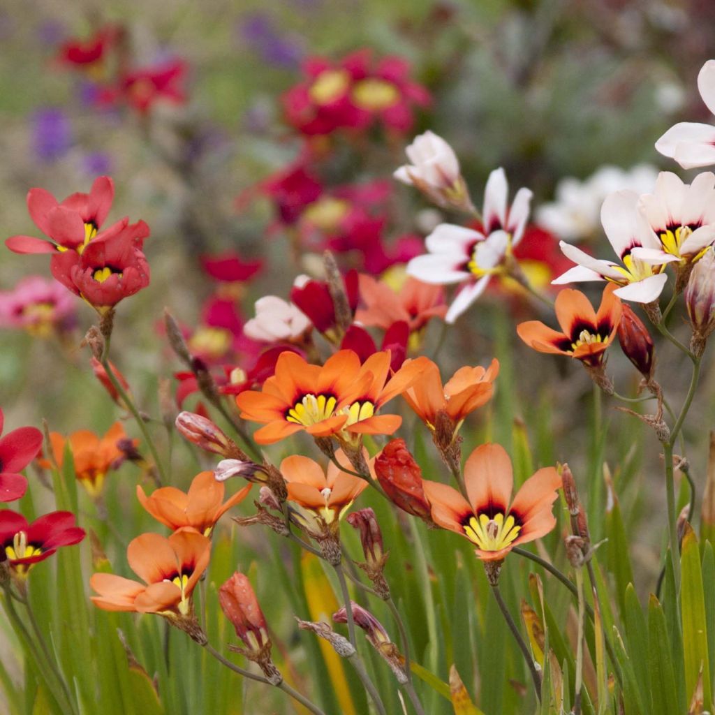 Sparaxis tricolor - Fleur arlequin