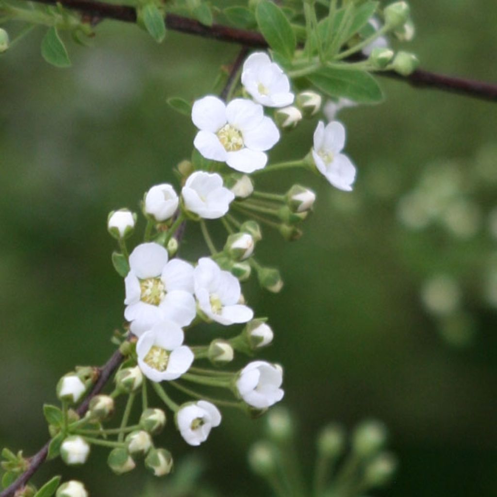 Spirée Cinerea Graciosa